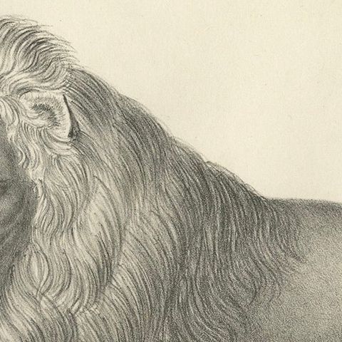 19th-Century Lithograph of the Barbary Lion in a Majestic Reclining Pose, close-up 6