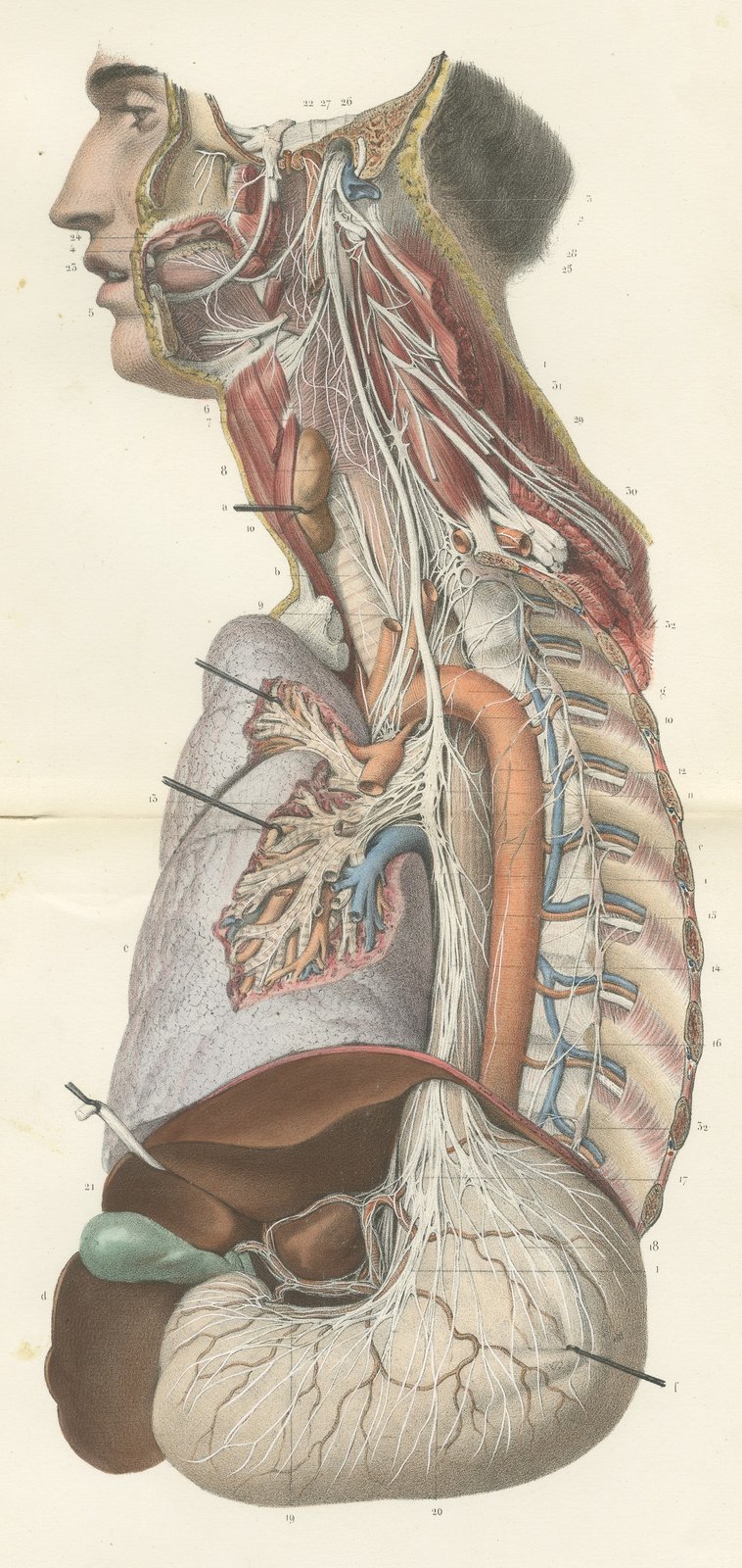 Vagus and Sympathetic Nerves of the Trunk, Hirschfeld Double Folding Plate, 1866