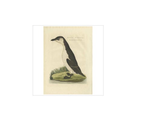 Antique Bird Print of a Young Puffin by Sepp & Nozeman, 1829, view 3