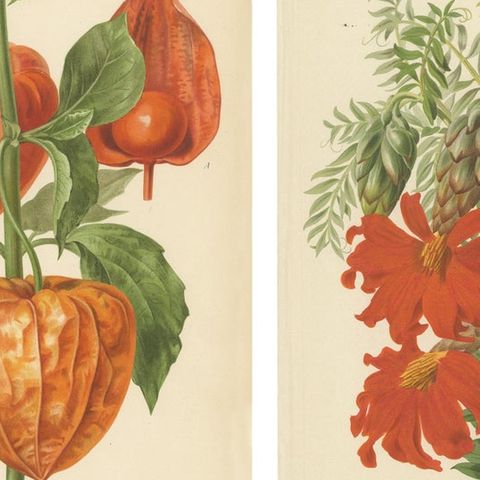 Original Vintage Botanical Illustrations from Revue Horticole, circa 1855, close-up 1