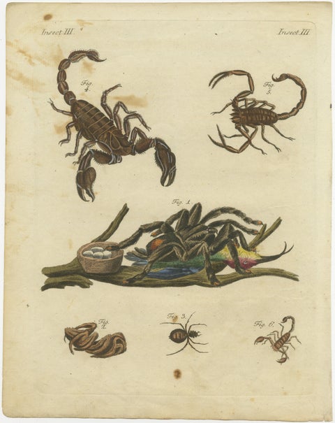 Goliath Bird-Eating Spider and Scorpions: Hand-Colored Engraving, 1792, view 2