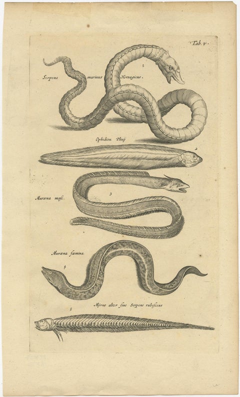 Very Old and Rare Print of Various Sea Snakes, 1657, view 2