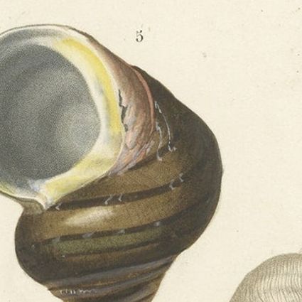 Old Original Print of Different Types of Molluscs, 1849, close-up 1