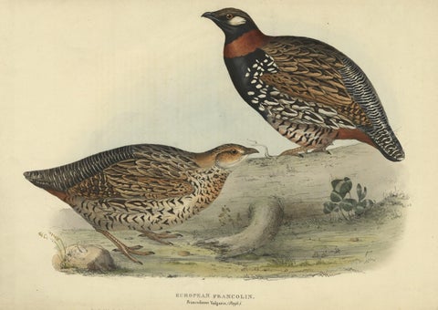 Expertly Original Hand-Coloured Bird Print of the Black Francolin, 1832, close-up 1