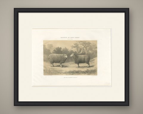 Dishley Ram and Ewe of Haut-Tingry, Antique French Sheep Print, 1873, shown framed