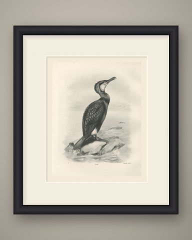 Cormorant in Breeding Plumage on a Rock after Lilian Medland, c. 1909, shown framed
