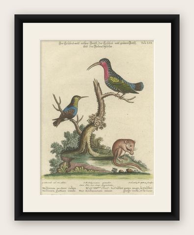 Hand-Colored Engraving of Hummingbirds and Dormouse by Seligmann, ca.1770, shown framed