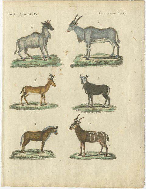 Antique Animal Prints in Old Hand Coloring, Published in 1800, view 2