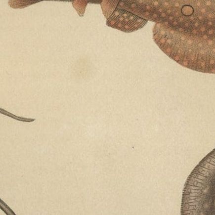 Print of a Guitarfish, Common Torpedo, Stingray & Devil fish or Giant Devil Ray, close-up 5