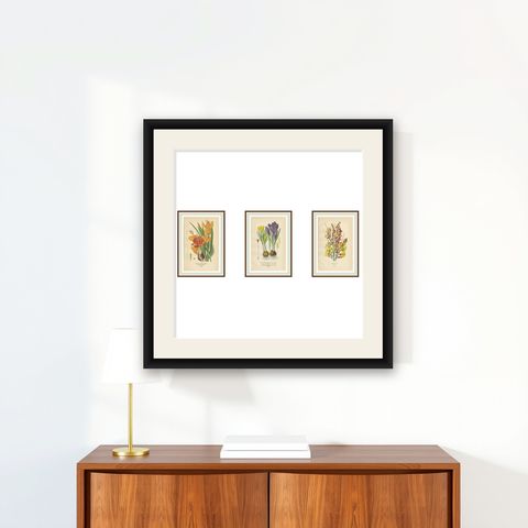 Antique Chromolithographs of Peacock Tiger-Flower, Crocus & Ixia, 1897, shown framed on a wall