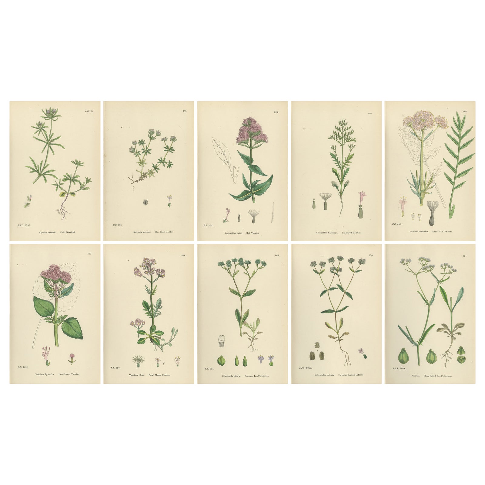 Set of 10 English Botanical Prints 1902, Valerian & Lamb’s-Lettuce