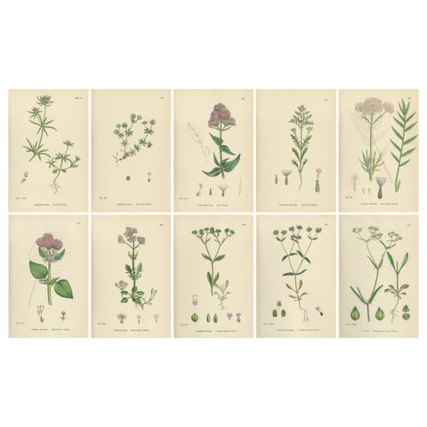 Set of 10 English Botanical Prints 1902, Valerian & Lamb’s-Lettuce