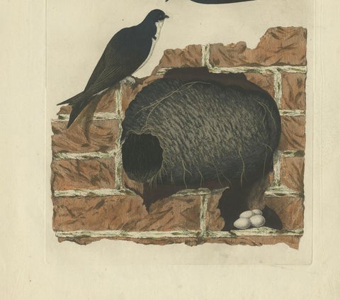 Antique Bird Print of the Barn Swallow by Sepp & Nozeman, 1770, view 4