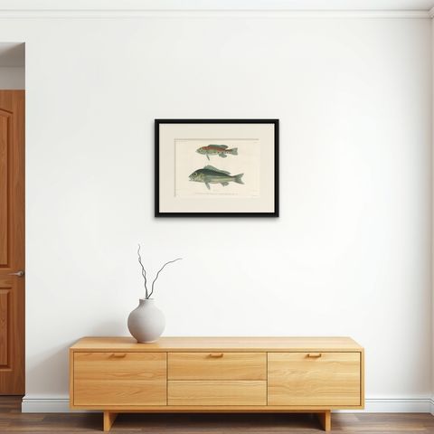 Tropical Fish Engraving, Parrot Hind and Diacope, Paris 1846, shown framed on a wall