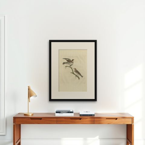 Emberiza nivalis, Antique Snow Bunting Print by Nozeman & Sepp, 1809, shown framed on a wall