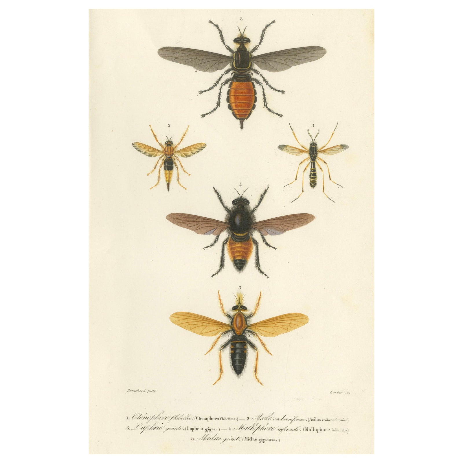Antique Dipteres Engraving, Giant Flies & Robber Flies, circa 1800