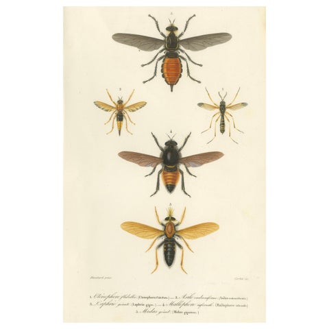 Antique Dipteres Engraving, Giant Flies & Robber Flies, circa 1800
