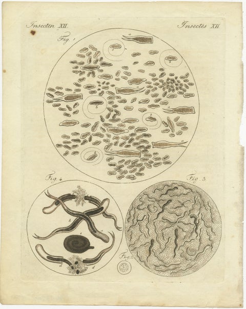 Microscopic Study of Insect Anatomy: Hand-Colored Engraving from Bertuch, 1798, view 2