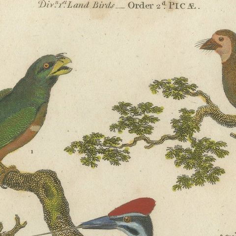 1811 Ornithology Land Birds Plate VI - Antique Piciformes Print, close-up 5