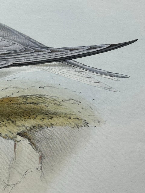 Little Tern, Antique Bird Print by John Gould, Europe Series c.1832, view 3