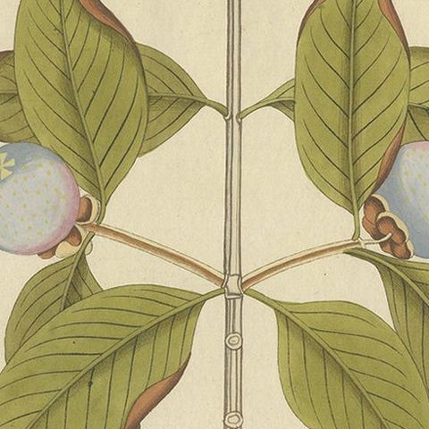 Antique Botany Print of a Mangosteen Tree by Plenck, 'circa 1790', close-up 1