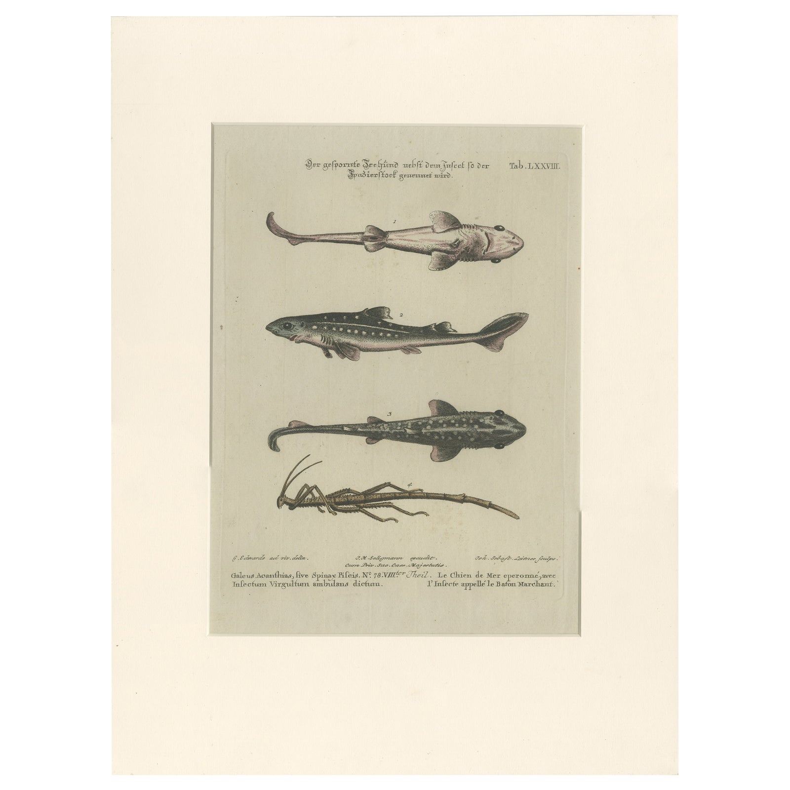 Antique Print of Various Fishes and an Insect by Seligmann 'c.1768'