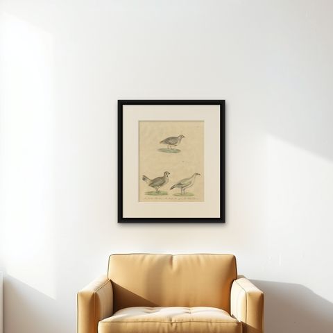 Antique Game Birds Lithograph by Karl Joseph Brodtmann, 1816, shown framed on a wall