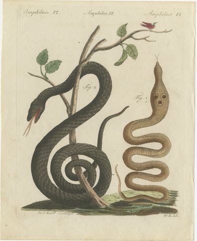 Black Snake with Hummingbird, Antique Bertuch Print, Vienna, circa 1805, view 2