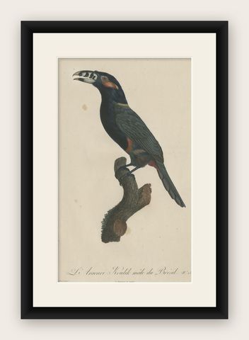 Stunning Hand-Colored Antique Prints of a Toucan, 1806, Rare!, shown framed