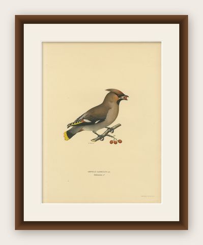 Bohemian Waxwing with Berries, Swedish Bird Lithograph, 1929, shown framed
