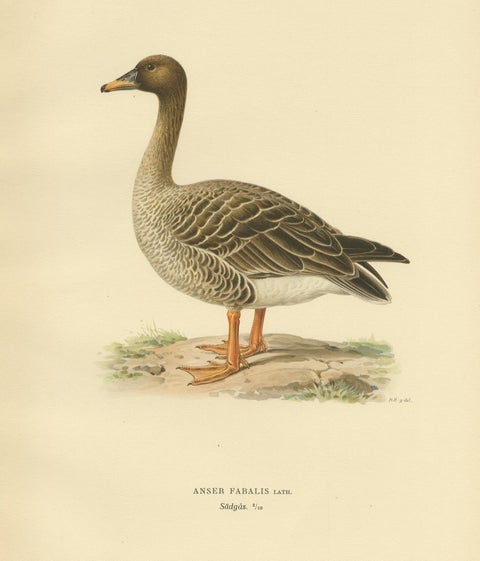 Antique Bird Print of the Taiga Bean Goose by Von Wright, 1929, view 2