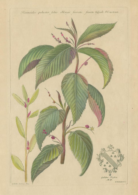Antique Botany Print of a Caperonia Species, 'circa 1730', view 2