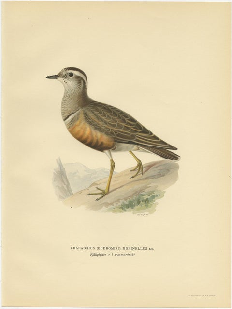 Antique Bird Print of the Eurasian Dotterel by Von Wright, 1929, view 2