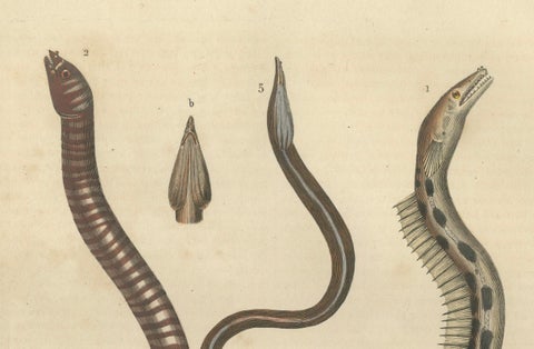 Aquatic Elegance: Brittle Star, Zebra Moray Eel, and Blind Cave Eel, 1845, close-up 3