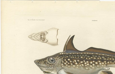 Antique Print of Arctic Chimaera Fish, Rare French Scientific Illustration 1845, close-up 3