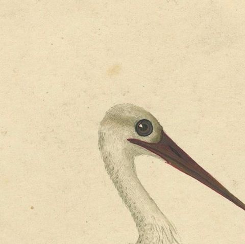 The Elegance of the White Stork Engraved and in Original Hand-Coloring, 1794, close-up 4