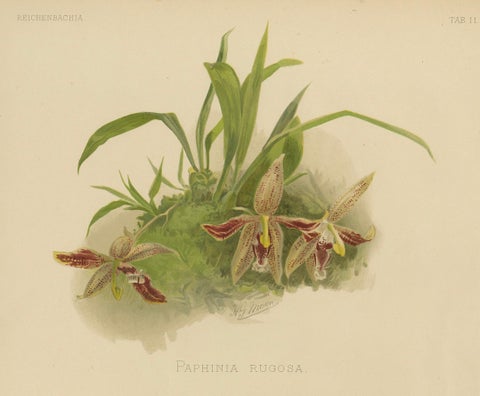 Victorian Botanical Orchid Print, Two Exotic Varieties, c.1888, close-up 4