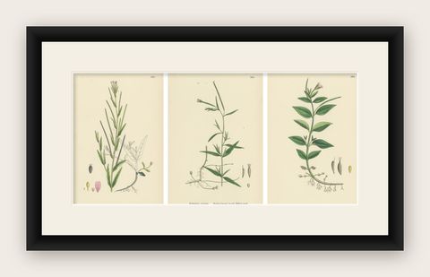 Hand-Colored Botanical Engravings of Marsh and Square-Stalked Willow-Herbs, 1902, shown framed