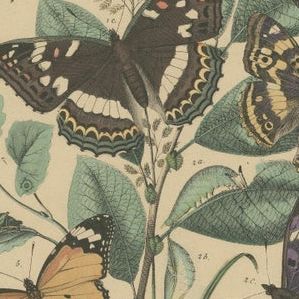 Exquisite 19th-Century Butterfly Lithographs: A Study of Exotic Lepidoptera, close-up 1