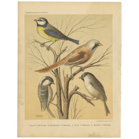Antique Bird Print of the Eurasian Blue Tit, Bearded Titmouse and Others