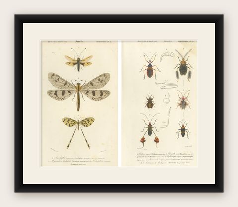 Antique Dragonfly Prints, Neuropteres Plates 3 & 6, Copper Engravings, ca.1800, shown framed