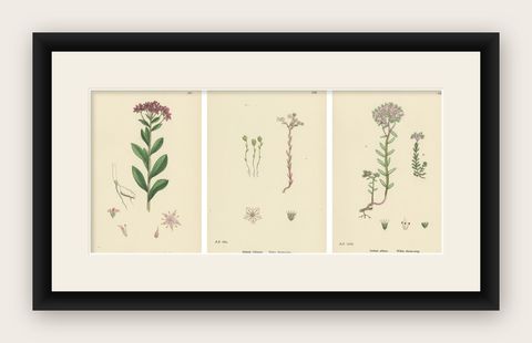 Hand-Colored Botanical Engravings of Narrow-Leaved Orpine and Stone-Crops, 1902, shown framed