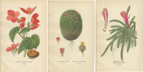 Antique Prints: Tuberous Begonia, Mammillaria Cactus & Rat's-Tail Cactus, 1897, view 5