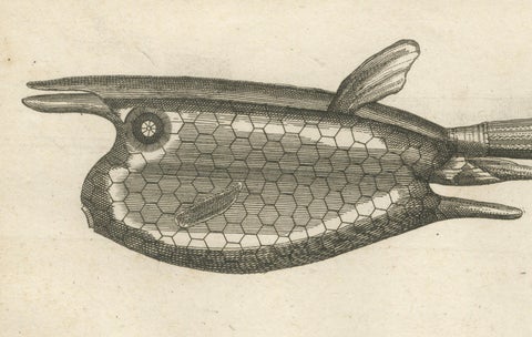 Poisson Cornu dit “Le Diable”, Antique French Engraving of a Horned Fish, 1790, close-up 3
