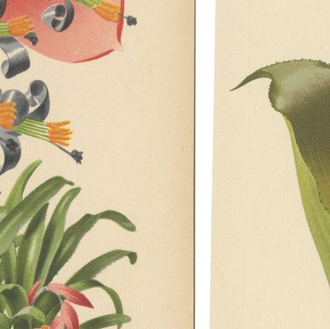 Stunning Bromeliads: Queen's Tears and Flaming Torch in Artful Display, c.1855, close-up 4