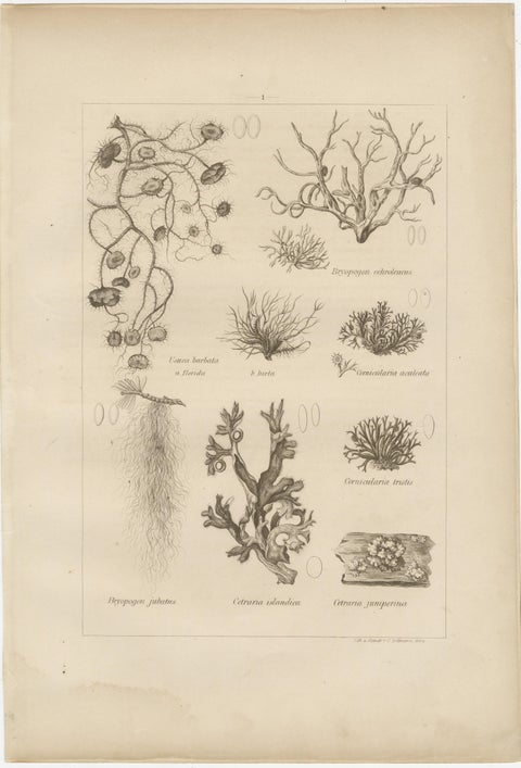 Antique Lichen Prints Set of 6, German Botanical Lithographs 1874, view 7