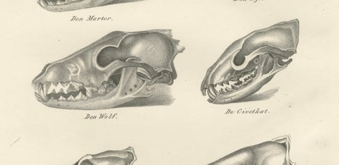 19th-Century Scientific Lithograph of Animal Skulls: Lion, Wolf, Bat and more, close-up 2