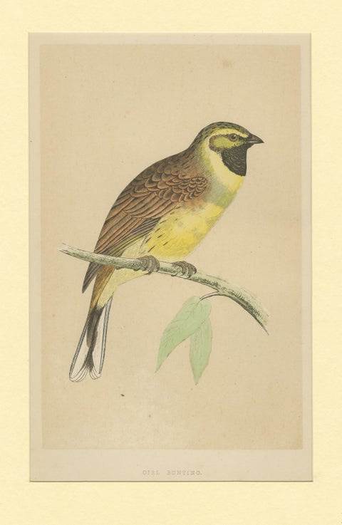 Antique Bird Print of a Cirl Bunting, view 3