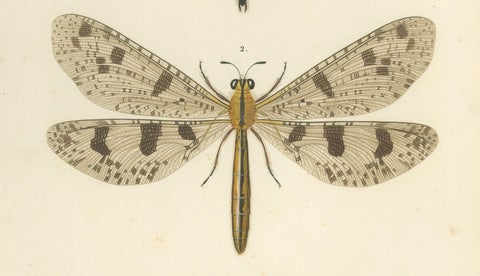 Antique Dragonfly Prints, Neuropteres Plates 3 & 6, Copper Engravings, ca.1800, close-up 1