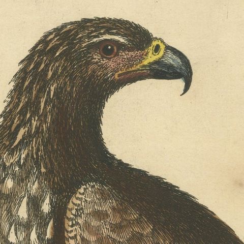 Antique Bird Print of the White-Tailed Eagle, close-up 1